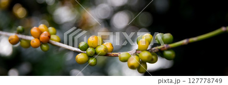 Farmer concept harvest ripe coffee seed robusta arabica berry close up fresh green leaf bean picking orange crop red yellow berries raw plant tree smart farm growth blur background eco organic garden 127778749