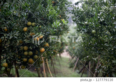 Business farm orange concept nature fruit citrus orchard mandarin tree growing, vibrant organic lush leaves background farmer green garden crop leaf ripe laden branches plant close up farming growth. Business farm orange concept nature fruit citrus orchard mandarin tree growing, vibrant organic lush leaves background farmer green garden crop leaf ripe laden branches plant close up farming growth. 127779110