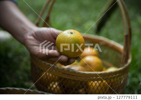 Business farm ripe orange concept farmer hand pick nature fruit citrus orchard mandarin tree growing organic lush leaves background green vibrant garden crop leaf laden branches plant close up growth Business farm ripe orange concept farmer hand pick nature fruit citrus orchard mandarin tree growing organic lush leaves background green vibrant garden crop leaf laden branches plant close up growth 127779111