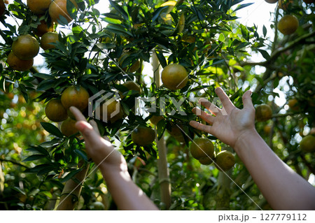 Business farm ripe orange concept farmer hand pick nature fruit citrus orchard mandarin tree growing organic lush leaves background green vibrant garden crop leaf laden branches plant close up growth 127779112