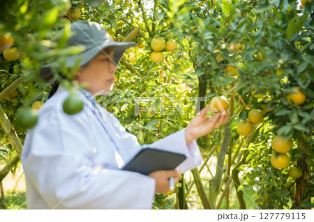 Business farm ripe orange concept farmer hand pick nature fruit citrus orchard mandarin tree growing organic lush leaves background green vibrant garden crop leaf laden branches plant close up growth Business farm ripe orange concept farmer hand pick nature fruit citrus orchard mandarin tree growing organic lush leaves background green vibrant garden crop leaf laden branches plant close up growth 127779115