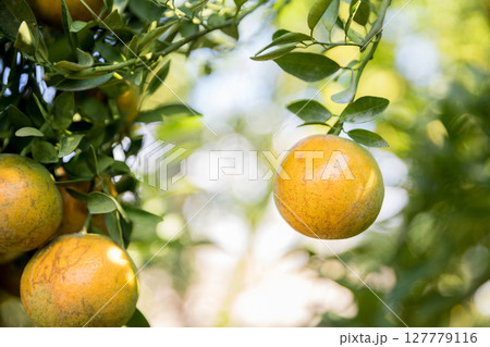 Business farm orange concept nature fruit citrus orchard mandarin tree growing, vibrant organic lush leaves background farmer green garden crop leaf ripe laden branches plant close up farming growth. Business farm orange concept nature fruit citrus orchard mandarin tree growing, vibrant organic lush leaves background farmer green garden crop leaf ripe laden branches plant close up farming growth. 127779116