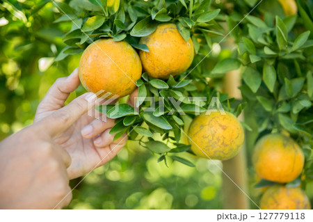 Business farm ripe orange concept farmer hand pick nature fruit citrus orchard mandarin tree growing organic lush leaves background green vibrant garden crop leaf laden branches plant close up growth Business farm ripe orange concept farmer hand pick nature fruit citrus orchard mandarin tree growing organic lush leaves background green vibrant garden crop leaf laden branches plant close up growth 127779118