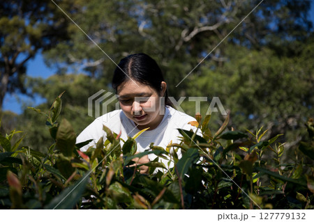 Business concept centers around fresh green tea reap background leaves organic farm with banner lush garden healthy plant tree leaves eco herbal farmer blur leaf plantation Freshness herbal natural 127779132