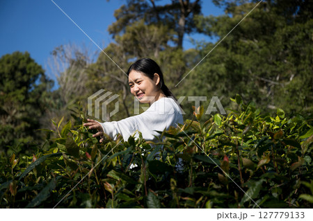 Business concept centers around fresh green tea reap background leaves organic farm with banner lush garden healthy plant tree leaves eco herbal farmer blur leaf plantation Freshness herbal natural 127779133