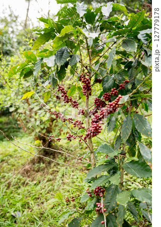 Farmer concept harvest fruit ripe coffee seed robusta arabica berry close up fresh green leaf bean picking orange crop red yellow berries raw plant tree farm growth blur background eco organic garden 127779178