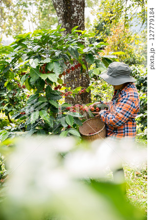 Farmer concept harvest hand ripe coffee seed robusta arabica berry close up fresh green leaf bean picking orange crop red yellow berries raw plant tree farm growth blur background eco organic garden 127779184