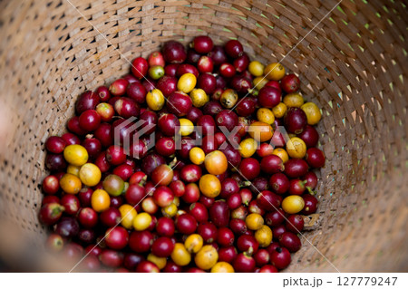 Farmer concept harvest fruit ripe coffee seed robusta arabica berry close up fresh green leaf bean picking orange crop red yellow berries raw plant tree farm growth blur background eco organic garden Farmer concept harvest fruit ripe coffee seed robusta arabica berry close up fresh green leaf bean picking orange crop red yellow berries raw plant tree farm growth blur background eco organic garden 127779247
