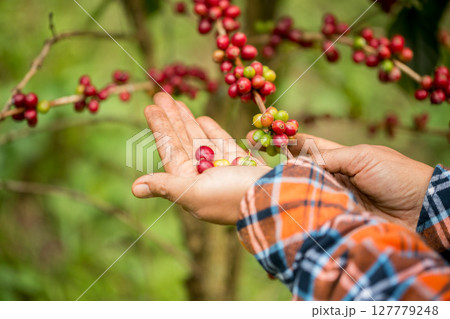 Farmer concept harvest hand ripe coffee seed robusta arabica berry close up fresh green leaf bean picking orange crop red yellow berries raw plant tree farm growth blur background eco organic garden 127779248