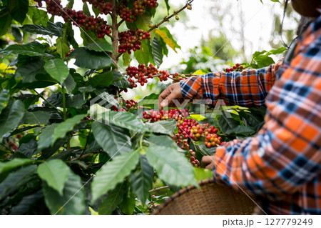 Farmer concept harvest hand ripe coffee seed robusta arabica berry close up fresh green leaf bean picking orange crop red yellow berries raw plant tree farm growth blur background eco organic garden 127779249