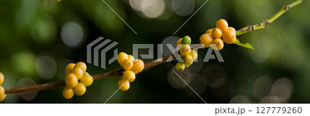 Farmer concept harvest fruit ripe coffee seed robusta arabica berry close up fresh green leaf bean picking orange crop red yellow berries raw plant tree farm growth blur background eco organic garden Farmer concept harvest fruit ripe coffee seed robusta arabica berry close up fresh green leaf bean picking orange crop red yellow berries raw plant tree farm growth blur background eco organic garden 127779260