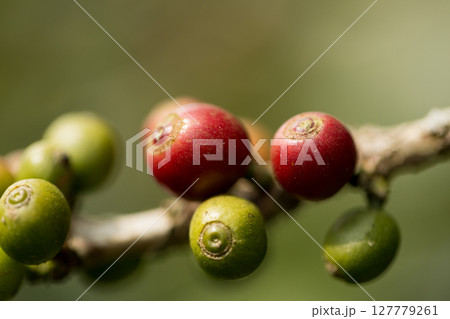Farmer concept harvest fruit ripe coffee seed robusta arabica berry close up fresh green leaf bean picking orange crop red yellow berries raw plant tree farm growth blur background eco organic garden Farmer concept harvest fruit ripe coffee seed robusta arabica berry close up fresh green leaf bean picking orange crop red yellow berries raw plant tree farm growth blur background eco organic garden 127779261