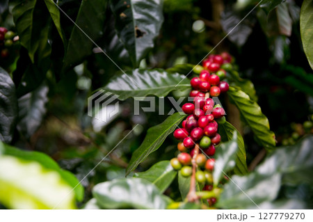 Farmer concept harvest ripe coffee seed robusta arabica berry close up fresh green leaf bean picking orange crop red yellow berries raw plant tree smart farm growth blur background eco organic garden Farmer concept harvest ripe coffee seed robusta arabica berry close up fresh green leaf bean picking orange crop red yellow berries raw plant tree smart farm growth blur background eco organic garden 127779270