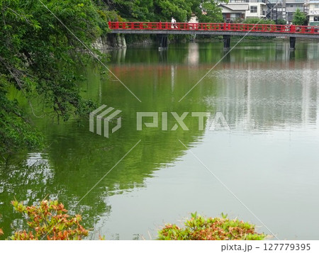 水面に映る深緑 127779395