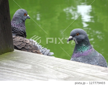鳩の見つめる先 鳩の見つめる先 127779403