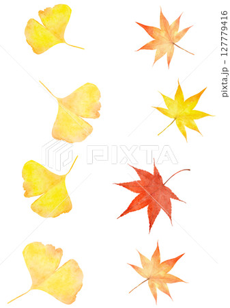 イチョウ　銀杏　秋　もみじ　水彩　イラスト 127779416