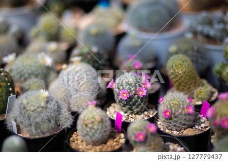 Close-up of pink flowers of cactus mammillaria blooming Close-up of pink flowers of cactus mammillaria blooming 127779437