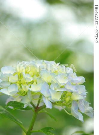 青い紫陽花 127779491