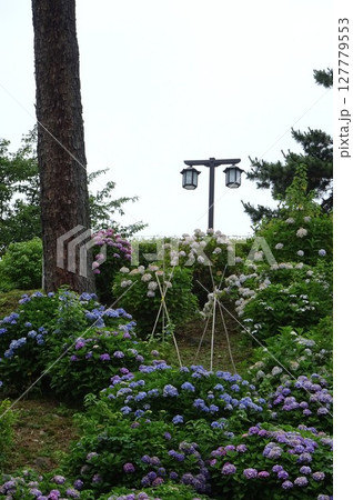 紫陽花のある風景 紫陽花のある風景 127779553