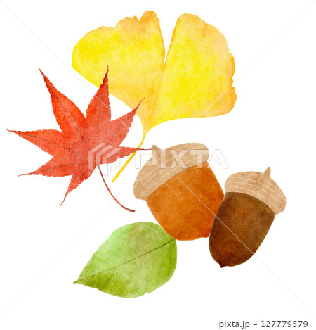 どんぐり イチョウ もみじ 秋 イラスト どんぐり イチョウ もみじ 秋 イラスト 127779579
