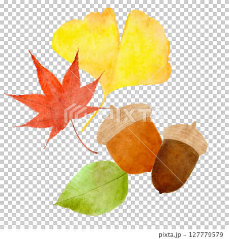 どんぐり イチョウ もみじ 秋 イラスト どんぐり イチョウ もみじ 秋 イラスト 127779579