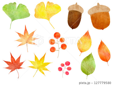 どんぐり　イチョウ　もみじ　秋　イラスト 127779580