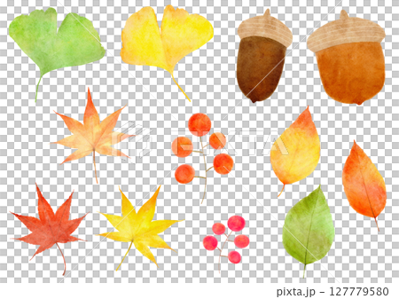Acorns, ginkgo, maple leaves, autumn illustration 127779580
