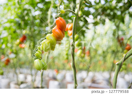 Smart farming techniques hydroponic salad vegetables technology tomato red green ensuring fresh sustainable produce agriculture promotes healthy eating support farmer living local community non gmo 127779588