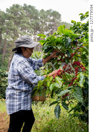 Farmer concept hand harvest ripe coffee seed robusta arabica berry close up fresh green leaf bean picking orange crop red yellow berries raw plant tree farm growth blur background eco organic garden Farmer concept hand harvest ripe coffee seed robusta arabica berry close up fresh green leaf bean picking orange crop red yellow berries raw plant tree farm growth blur background eco organic garden 127779594