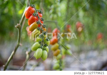 Smart farming techniques hydroponic salad vegetables technology tomato red green ensuring fresh sustainable produce agriculture promotes healthy eating support farmer living local community non gmo Smart farming techniques hydroponic salad vegetables technology tomato red green ensuring fresh sustainable produce agriculture promotes healthy eating support farmer living local community non gmo 127779621