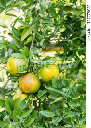 Business concept nature revolves around citrus orchard orange tree are growing, vibrant fruit organic lush leaves creating stunning background, green garden of thriving crop ripe laden with branches 127779630