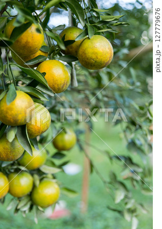 Business concept nature revolves around citrus orchard orange tree are growing, vibrant fruit organic lush leaves creating stunning background, green garden of thriving crop ripe laden with branches 127779676