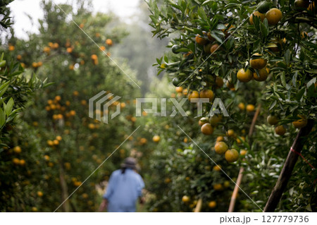 Business farm ripe orange concept farmer hand pick nature fruit citrus orchard mandarin tree growing organic lush leaves background green vibrant garden crop leaf laden branches plant close up growth 127779736