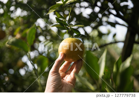 Business farm ripe orange concept farmer hand pick nature fruit citrus orchard mandarin tree growing organic lush leaves background green vibrant garden crop leaf laden branches plant close up growth 127779738