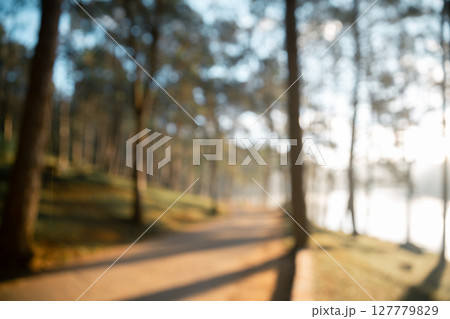 Concept vacation blur background peaceful pine forest scenic woodland nature outdoor Sunlight close up tree fog cold winter morning orange brown green mountain cloud sky enhances tourism camping comes 127779829