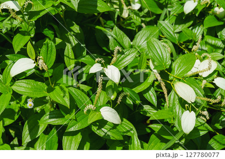 半夏生・ハンゲショウ 127780077