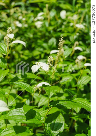 半夏生・ハンゲショウ 半夏生・ハンゲショウ 127780078