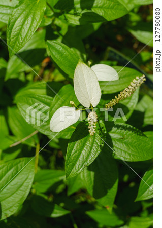 半夏生・ハンゲショウ 127780080