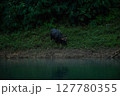 The wild gaur eating grass in the Cheow Lan Dam (Ratchaprapa Dam), Khao Sok National Park at Suratthani,Thailand 127780355