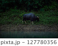 The wild gaur eating grass in the Cheow Lan Dam (Ratchaprapa Dam), Khao Sok National Park at Suratthani,Thailand 127780356