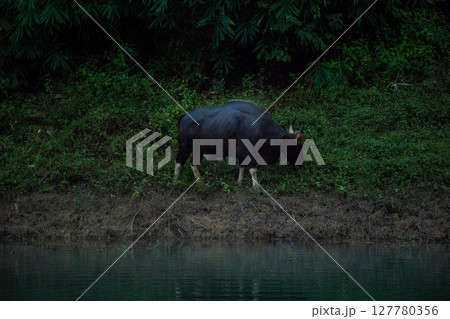 The wild gaur eating grass in the Cheow Lan Dam (Ratchaprapa Dam), Khao Sok National Park at Suratthani,Thailand 127780356