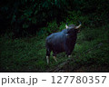 The wild gaur eating grass in the Cheow Lan Dam (Ratchaprapa Dam), Khao Sok National Park at Suratthani,Thailand 127780357