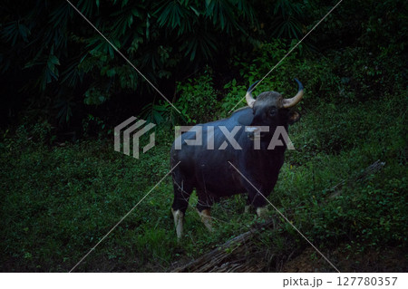 The wild gaur eating grass in the Cheow Lan Dam (Ratchaprapa Dam), Khao Sok National Park at Suratthani,Thailand The wild gaur eating grass in the Cheow Lan Dam (Ratchaprapa Dam), Khao Sok National Park at Suratthani,Thailand 127780357
