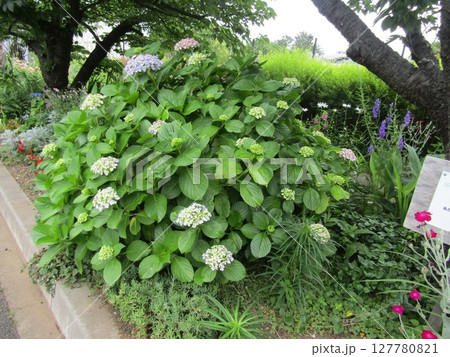 紫陽花の花和ませる 127780821