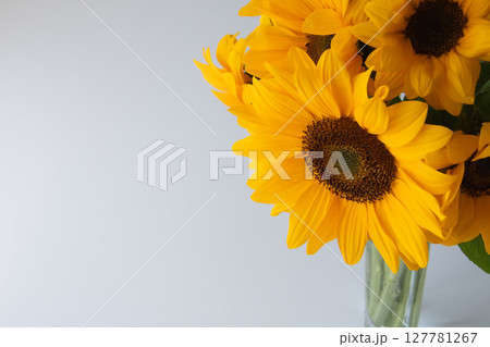 白背景のひまわり 127781267