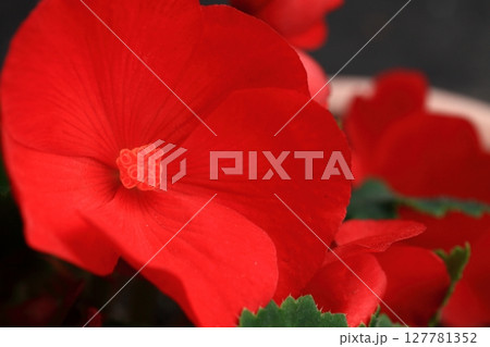 真紅の花弁 真紅の花弁 127781352