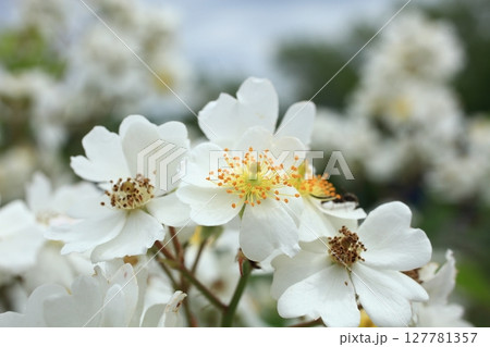 ノイバラ 127781357