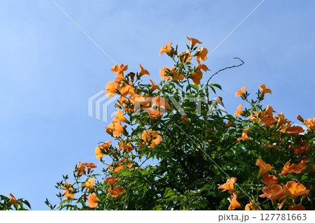 ノウゼンカズラ　Chinese trumpet vine 127781663
