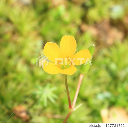 小さい黄色い花 127781721