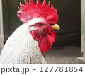 大きなトサカの白いニワトリの横顔 127781854